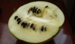 免费吃籽瓜,夏日清凉好礼来袭！