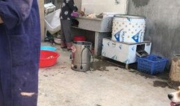 杀鸡最新爆料视频,揭秘幕后真相，视频内容大揭秘！