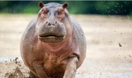 河马最新爆料,娱乐圈最新重磅爆料大起底