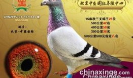 鸽王稻草爆料视频,一场爆笑视频背后的惊人真相