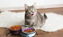 蛋仔猫咪爆料视频,揭秘猫咪世界的神秘面纱