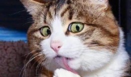 蛋仔猫咪爆料视频,揭秘猫咪世界的神秘面纱