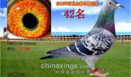 鸽王稻草爆料视频,一场爆笑视频背后的惊人真相