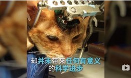 爆料小狮说梦话视频大全,揭秘小狮说梦话视频大全