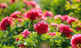 爆料半亩花田事件视频下载,揭秘背后惊人真相