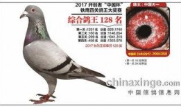 鸽王稻草爆料视频,一场爆笑视频背后的惊人真相