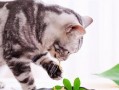 蛋仔猫咪爆料视频,揭秘猫咪世界的神秘面纱