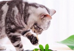 蛋仔猫咪爆料视频,揭秘猫咪世界的神秘面纱