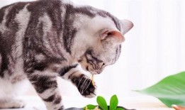 蛋仔猫咪爆料视频,揭秘猫咪世界的神秘面纱