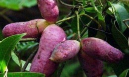 六枝八月瓜免费吃吗