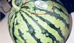 网红在线吃瓜是什么意思,网络娱乐的另类风向标