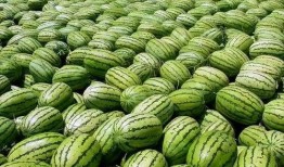 宁夏网红吃瓜事件真相揭秘,揭秘背后真相与争议