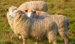 羊了个羊娱乐吃瓜爆料,揭秘娱乐圈最新爆料背后的真相